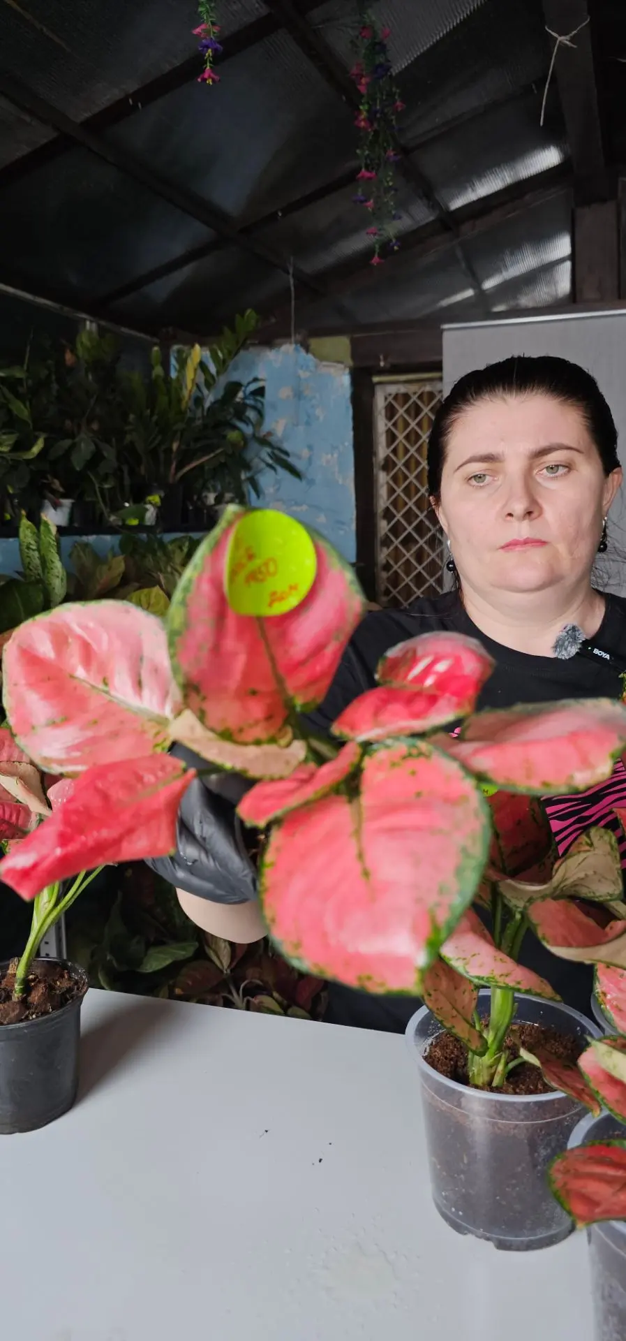 Rose домашние