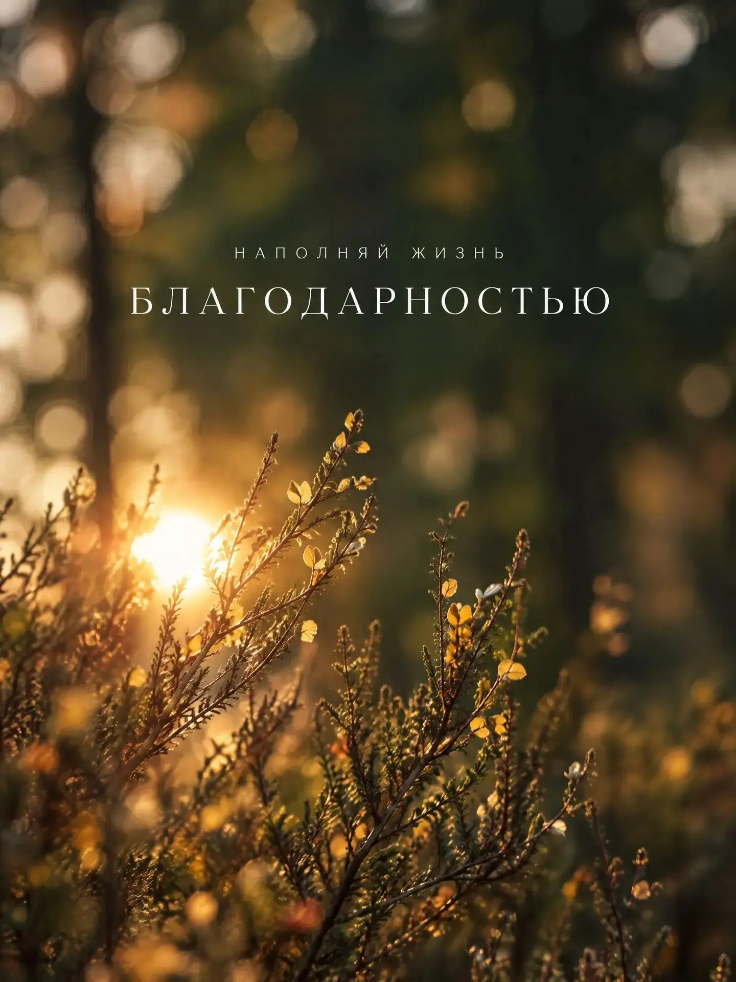 🌈 Благодари. Замечай. Отпускай. Отдыхай.