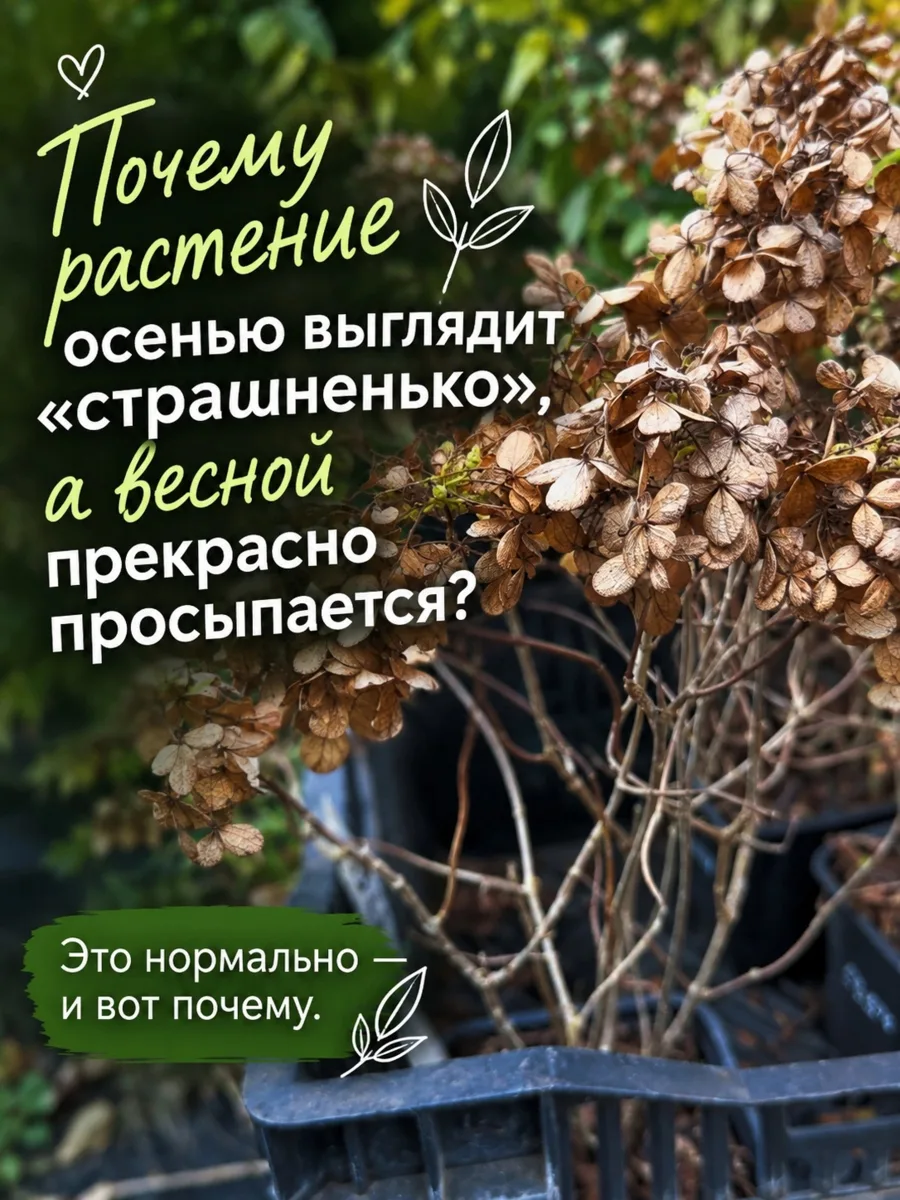 Почему не стоит бояться осенних скидок на растения?