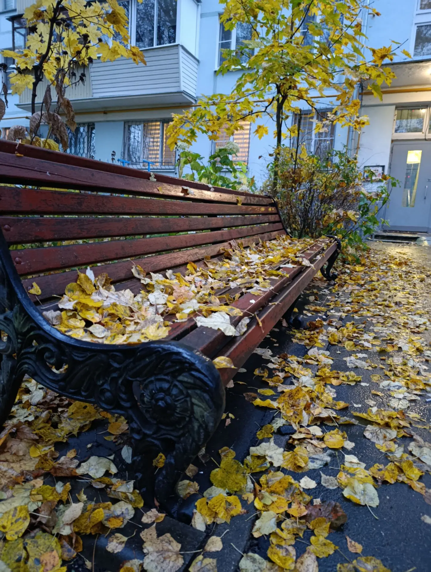 Вы только посмотрите, какой я поймала кадр возле подъезда! 🍂