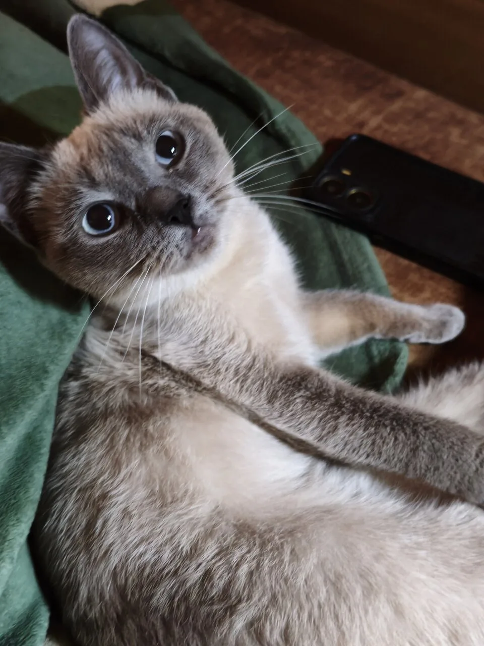 Найдена молоденькая кошечка, Гринкевича, 4