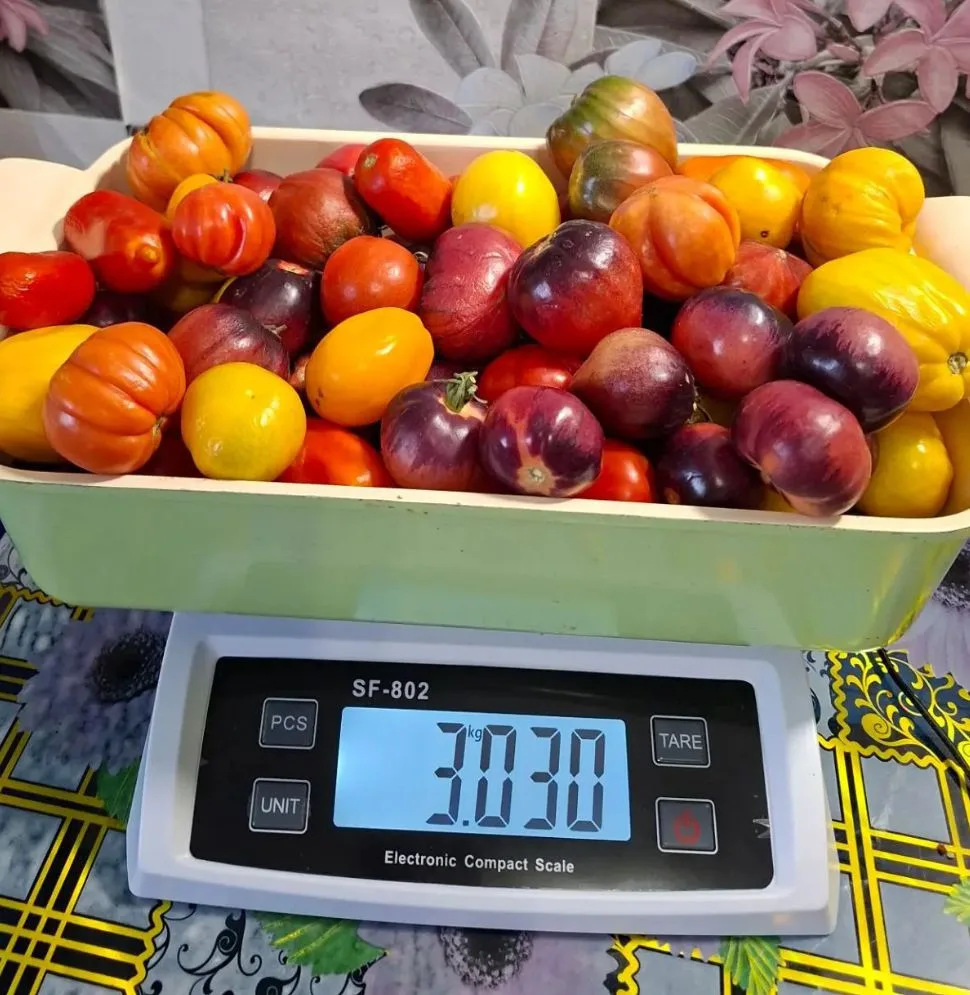 Продам мелкие помидоры на горлодëр 3 кг., цена  200 руб./кг. Самовывоз п.ГРЭС после 18:...