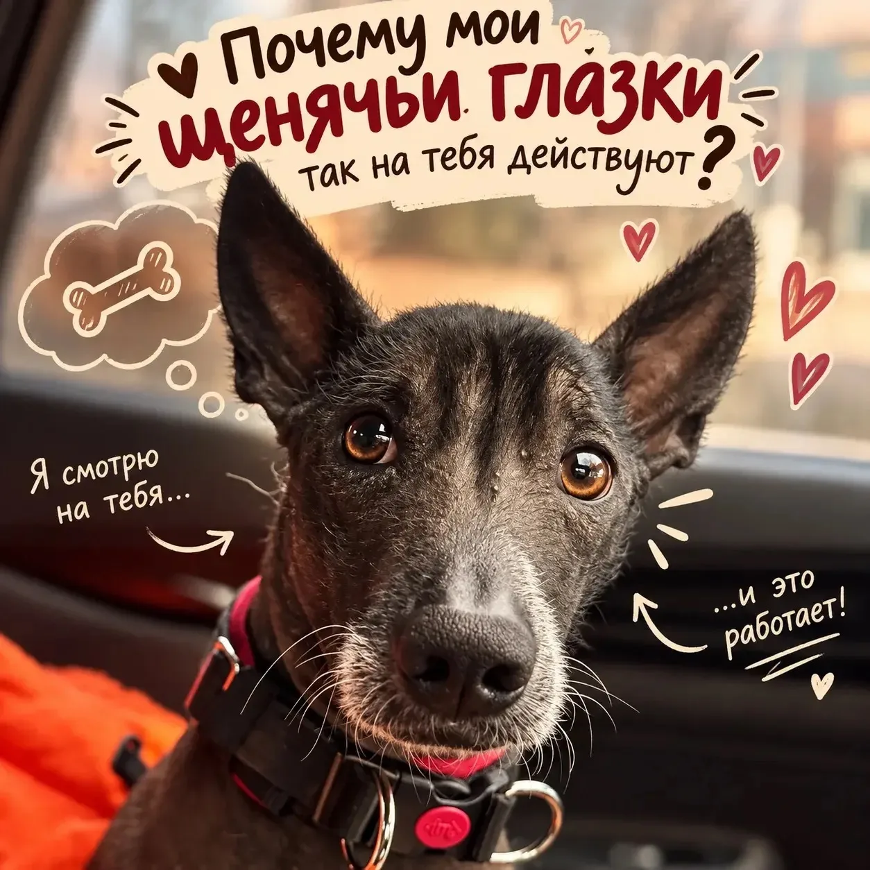 Почему мои щенячьи глазки так на тебя действуют? 🥺