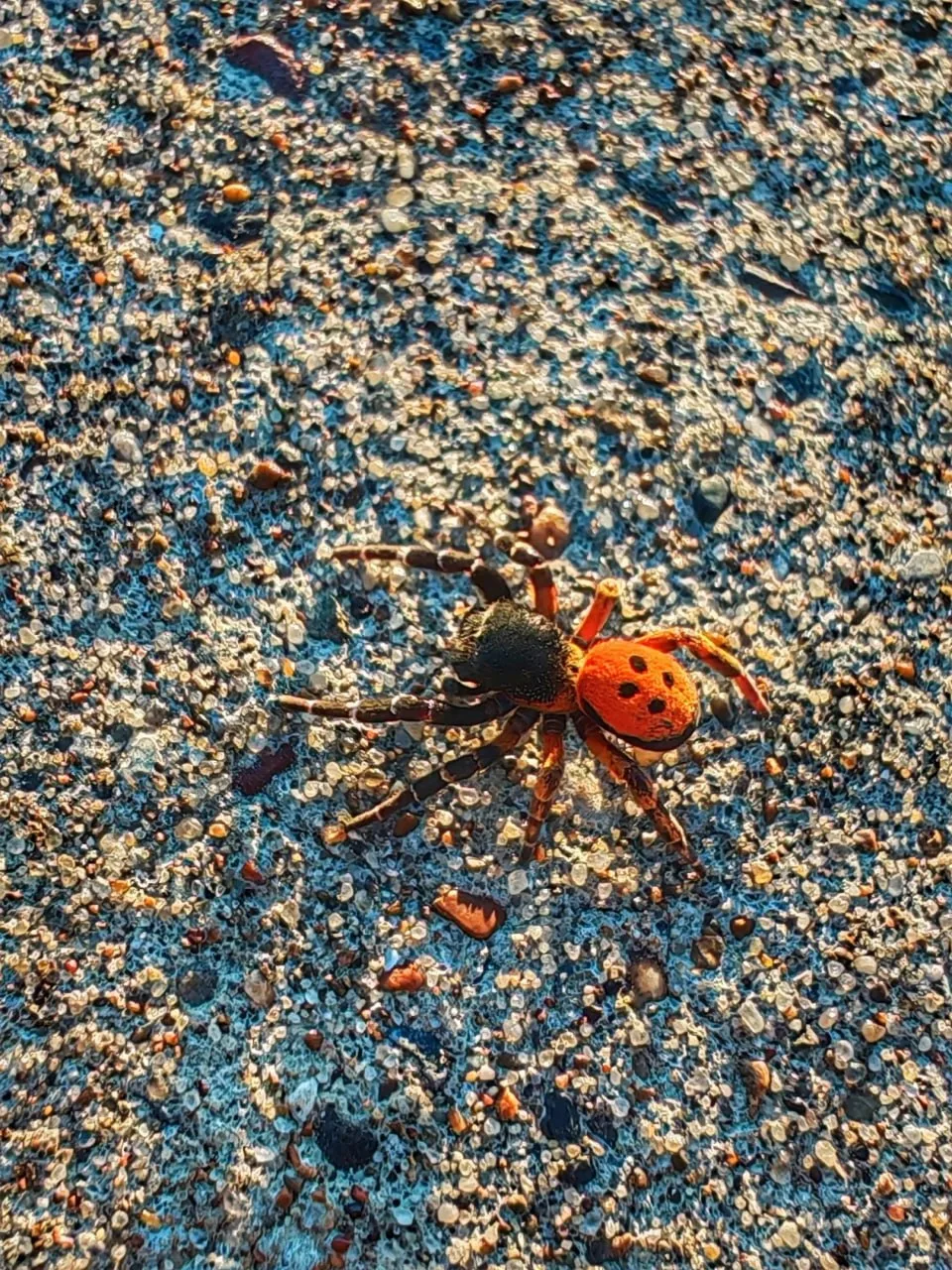 🕷 В Тольятти заметили ядовитую «божью коровку» с восемью лапками
