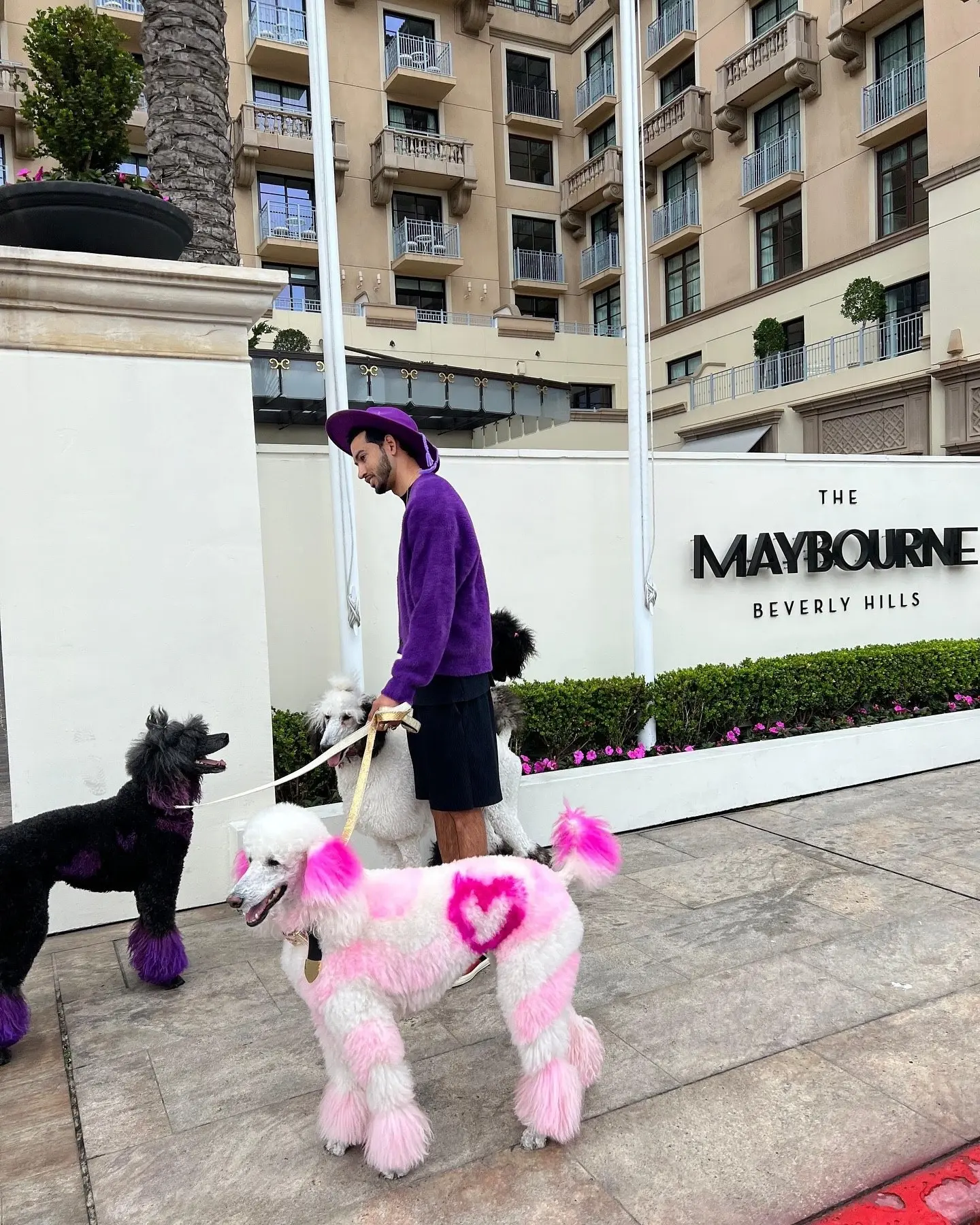 Сегодня в нашей подборке отелей, куда можно с питомцами, — The Maybourne Beverly Hills ...