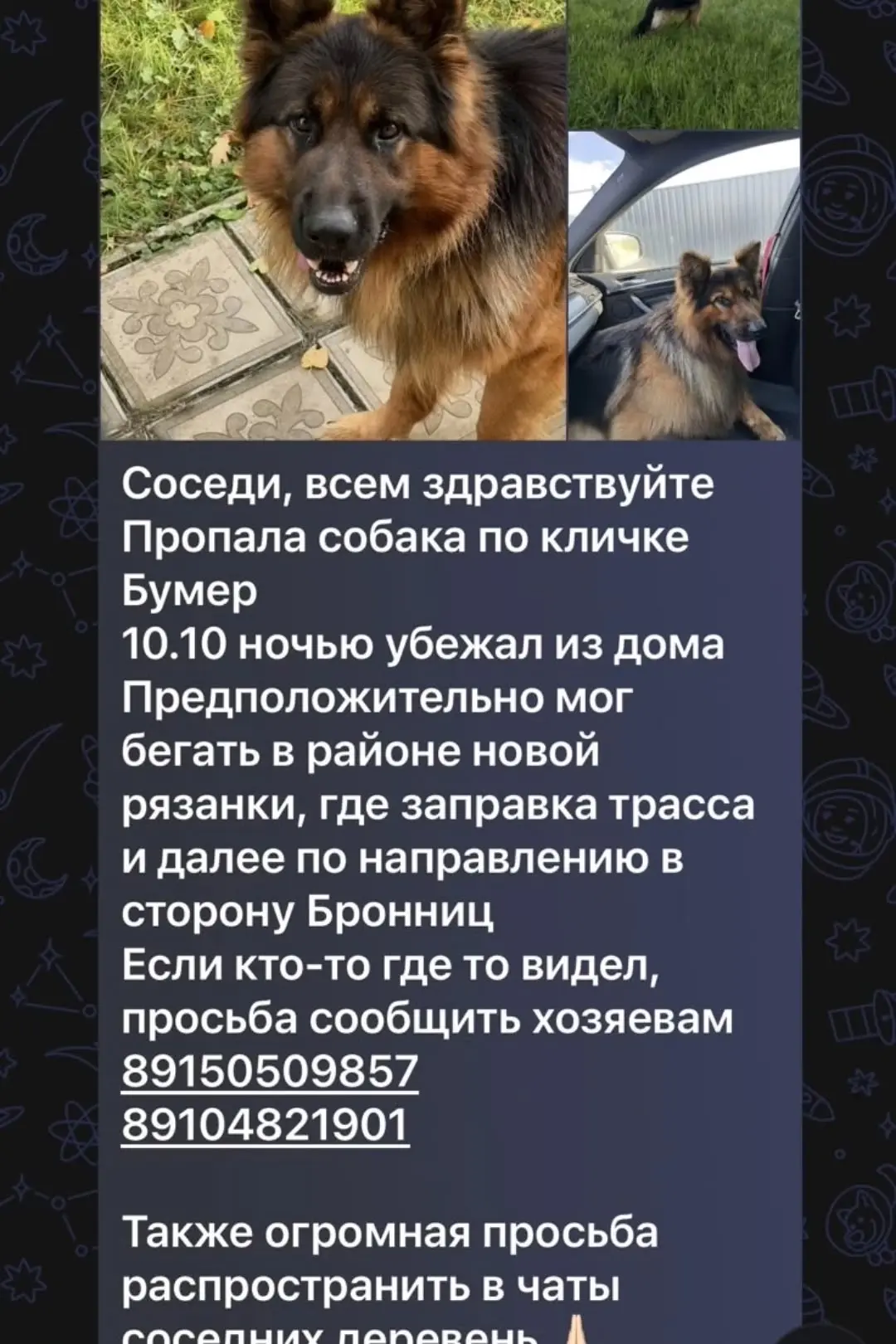 Пропала овчарка по кличке Бумер. Собака потерялась в селе Синьково Раменского района.