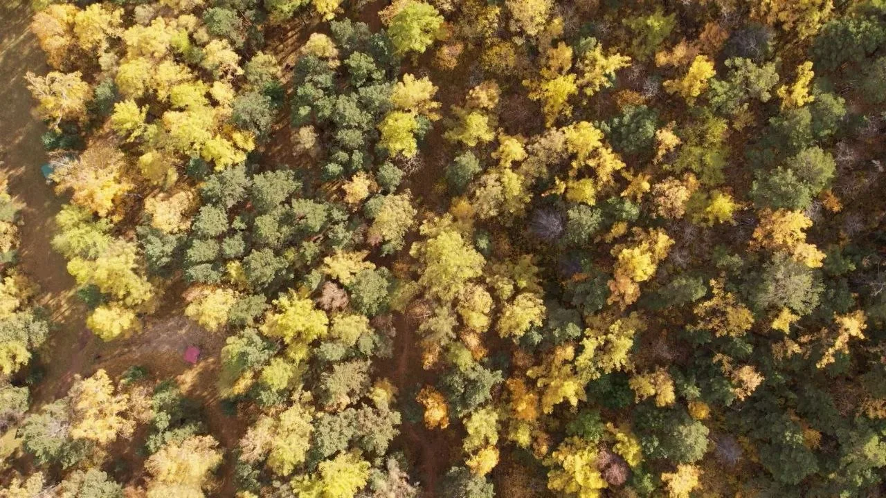 🌲 В лесах Приангарья создали 223 км минерализованных полос