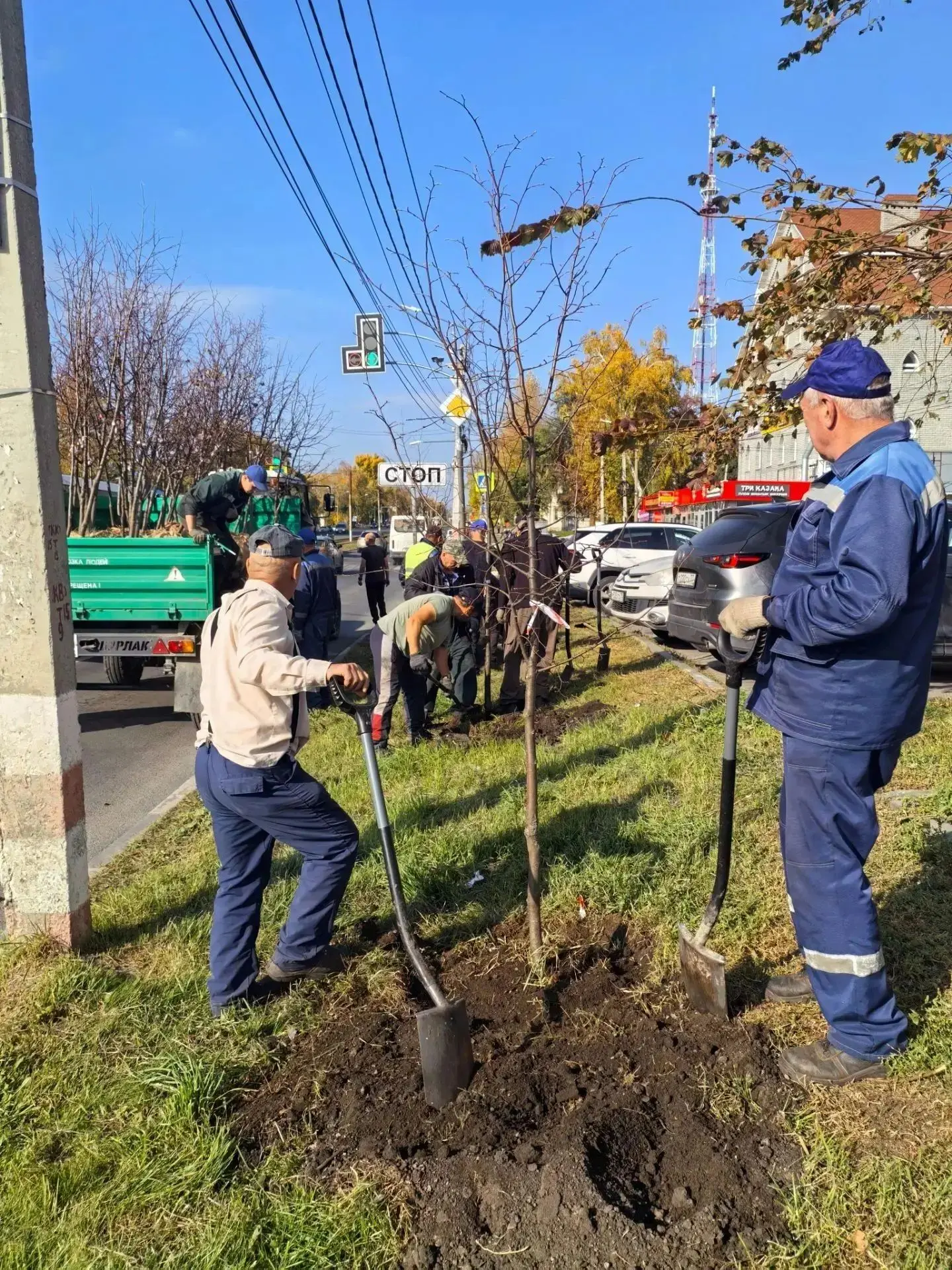 Стартовала вторая неделя осенних посадок в Ульяновске.