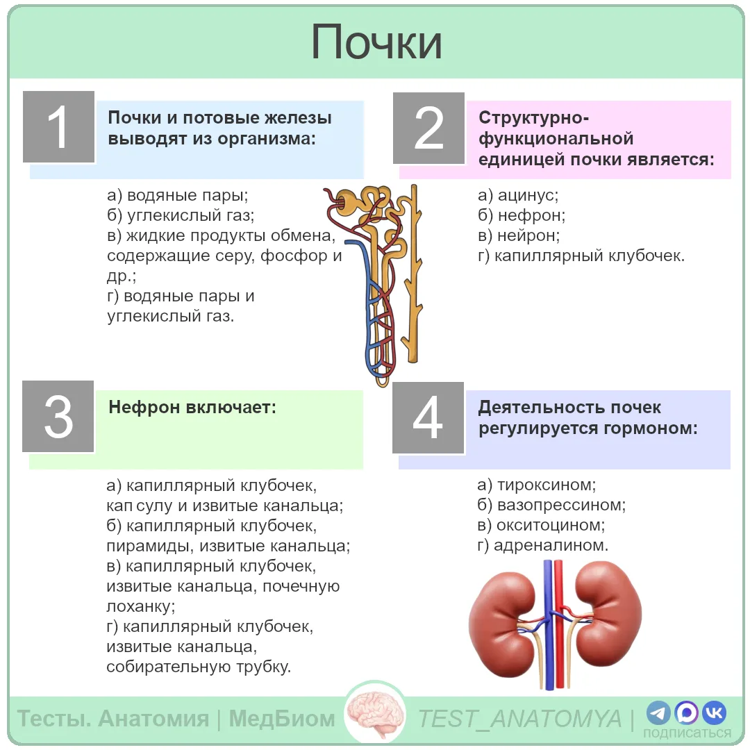 Почки