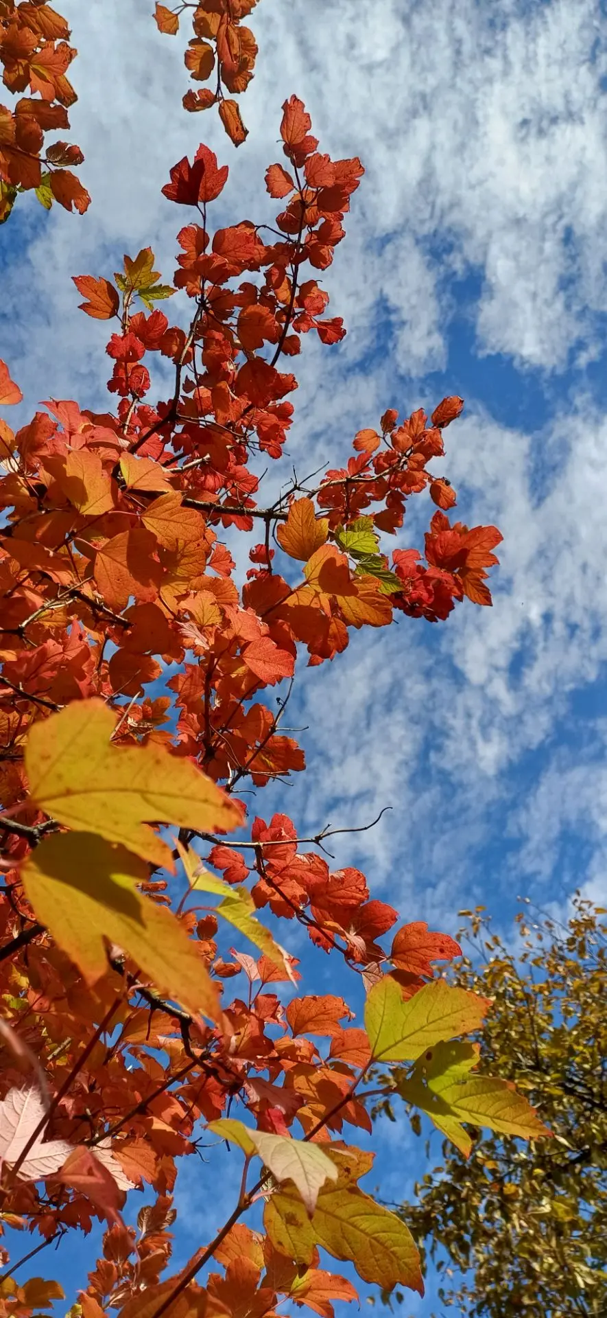 Осень в этом году особенно прекрасна! Или я просто не так на неё смотрела? 🍂✨