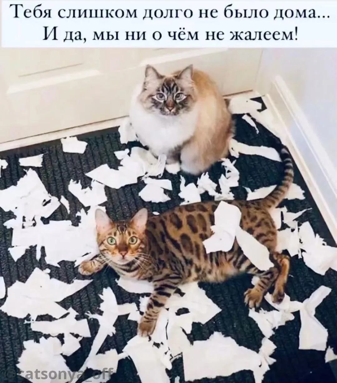 ➡️ SyntxAi