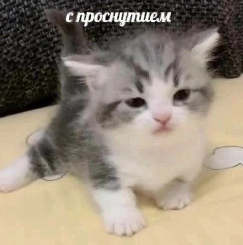Доброе утро, подписчики ☀️