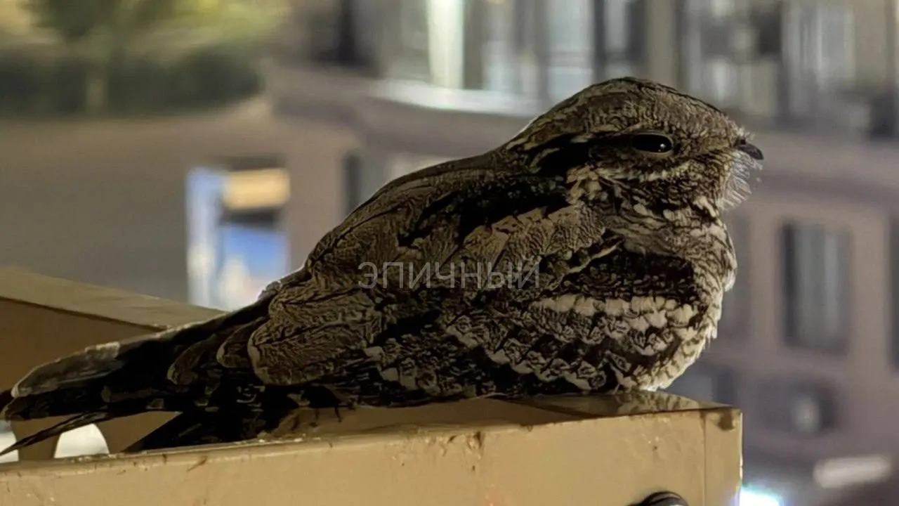 В гости в наш ЖК залетела красивая птица 🐦