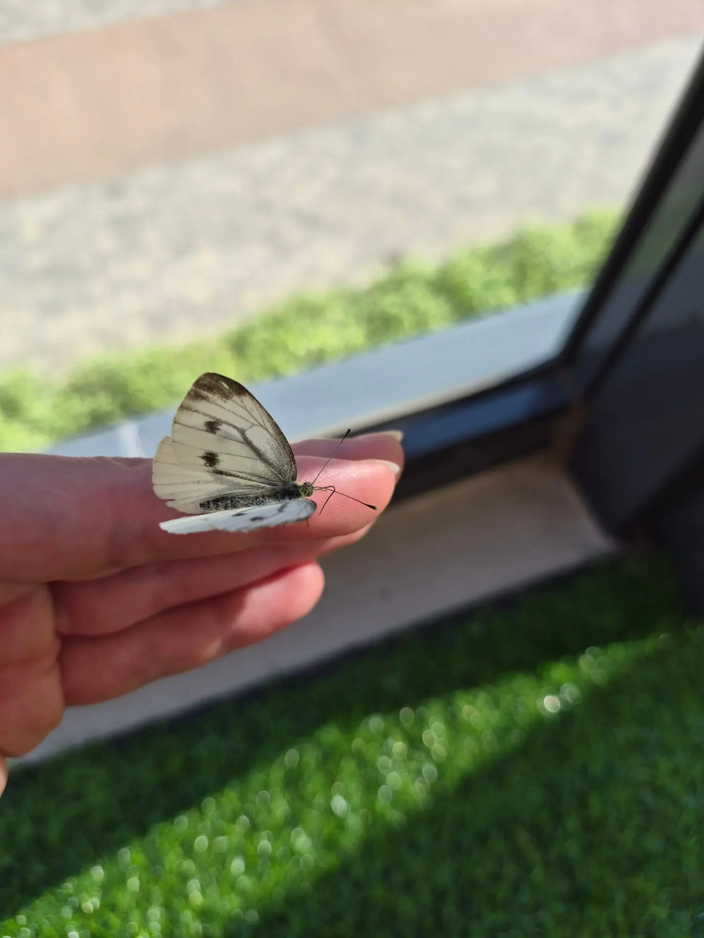 Бабочка🦋
