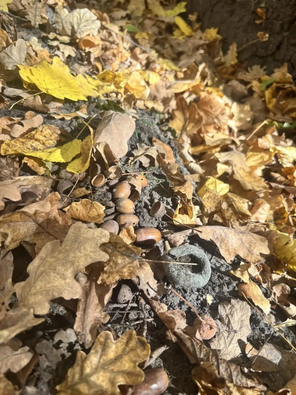 🍁 Осень в лесу глазами подписчика