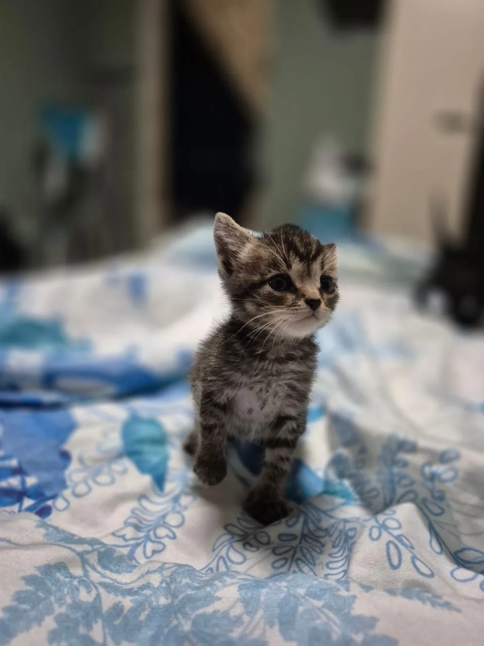 Котята, 3 мальчика, еще маленькие, в добрые ручки. Тел. +7 900 315 7278