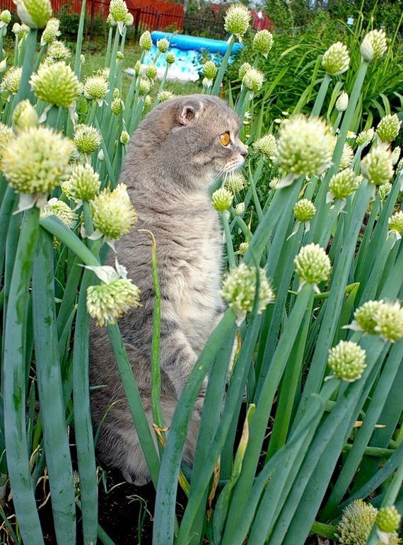 Кот-порей)))