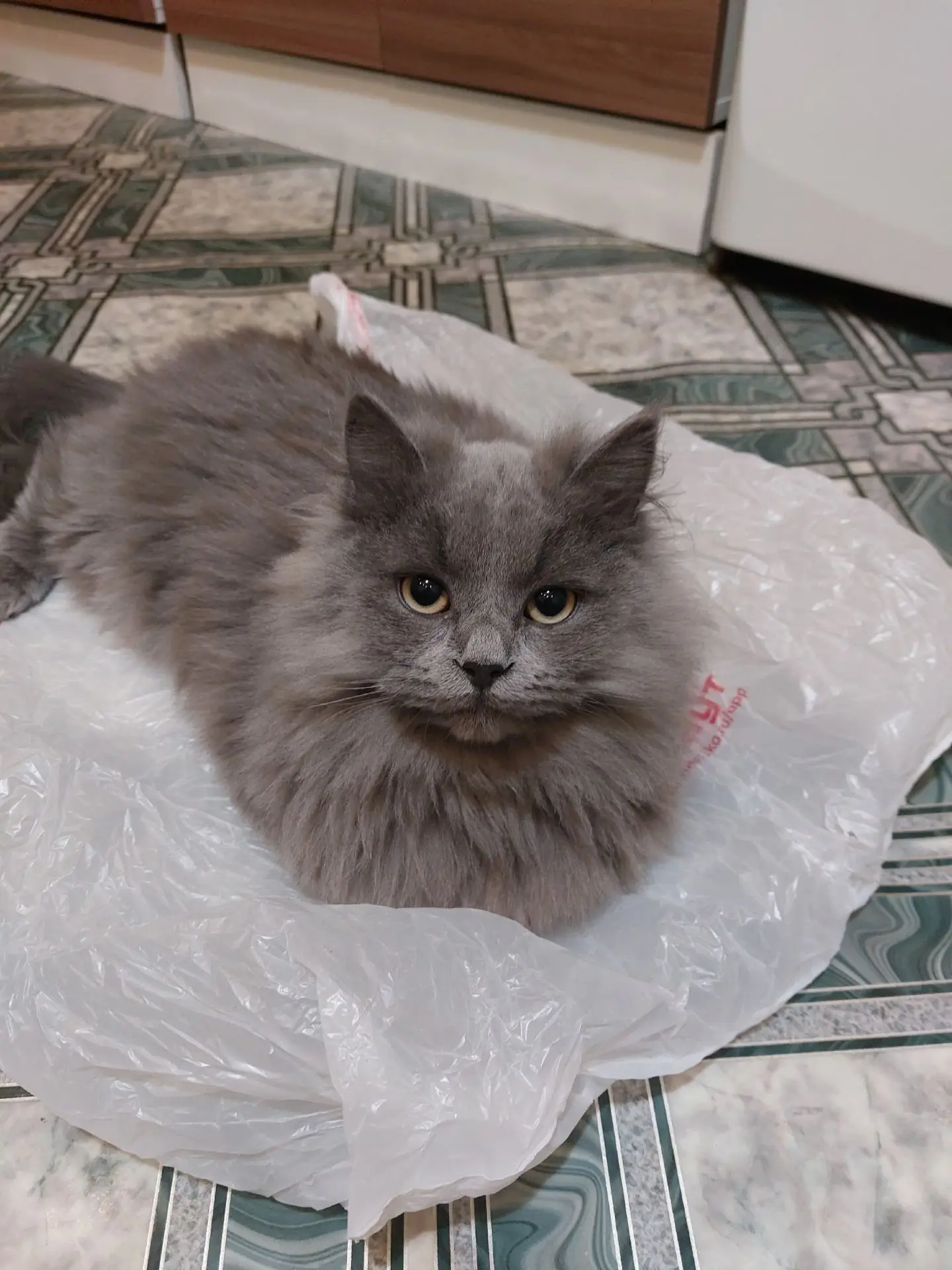🐈Помогите! Пропал котик на улице Мусоргского.