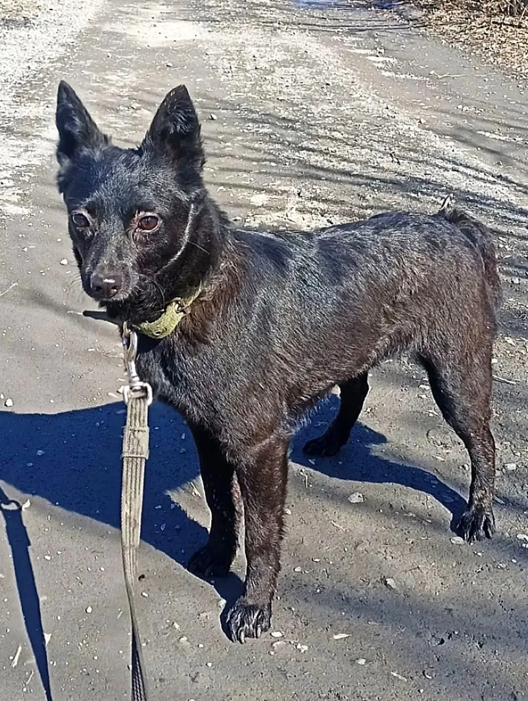 🐕 Ищу дом для маленькой чёрной звёздочки — Лайлы 🐕
