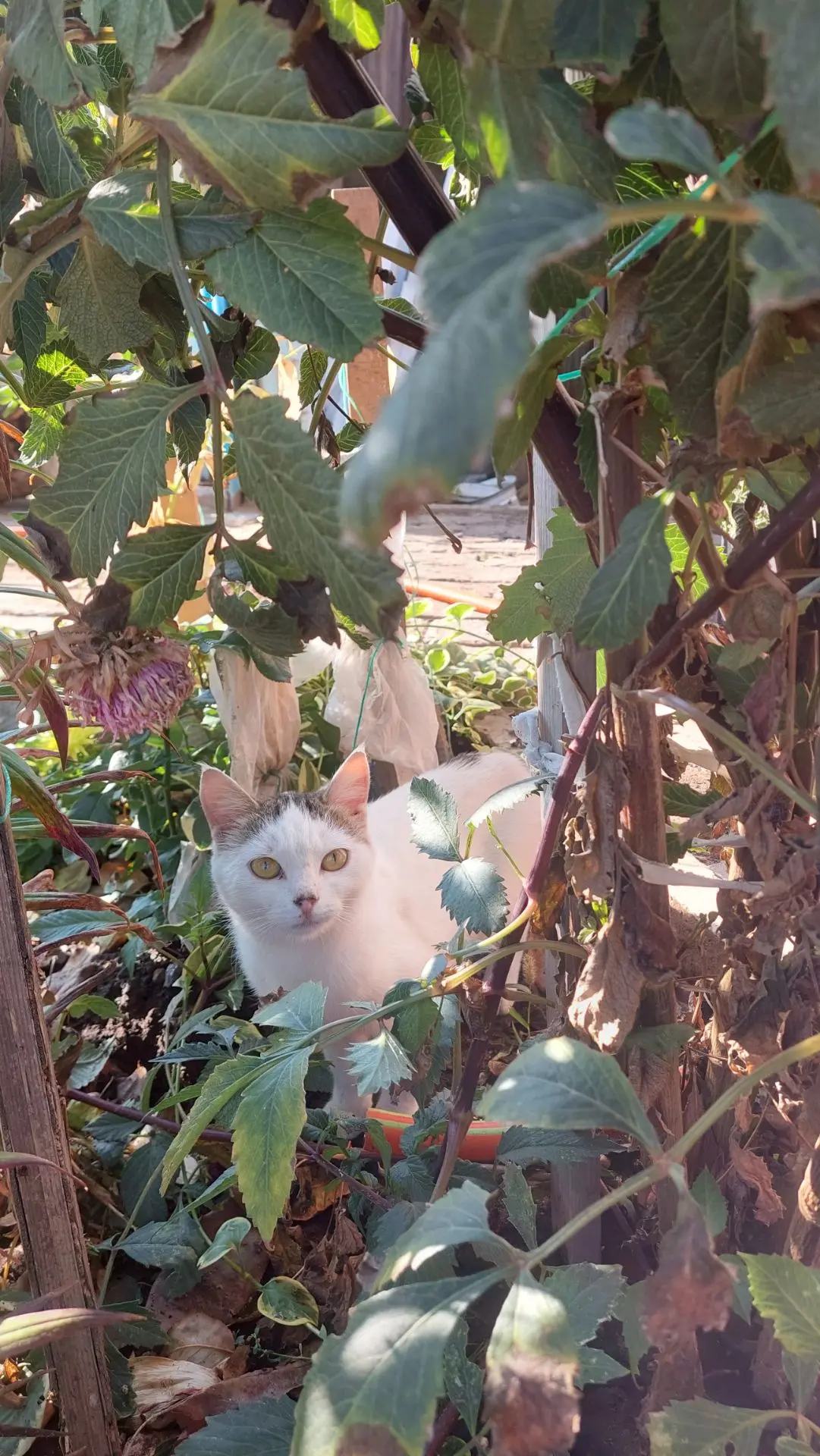 Осторожно за вами наблюдают 🐈