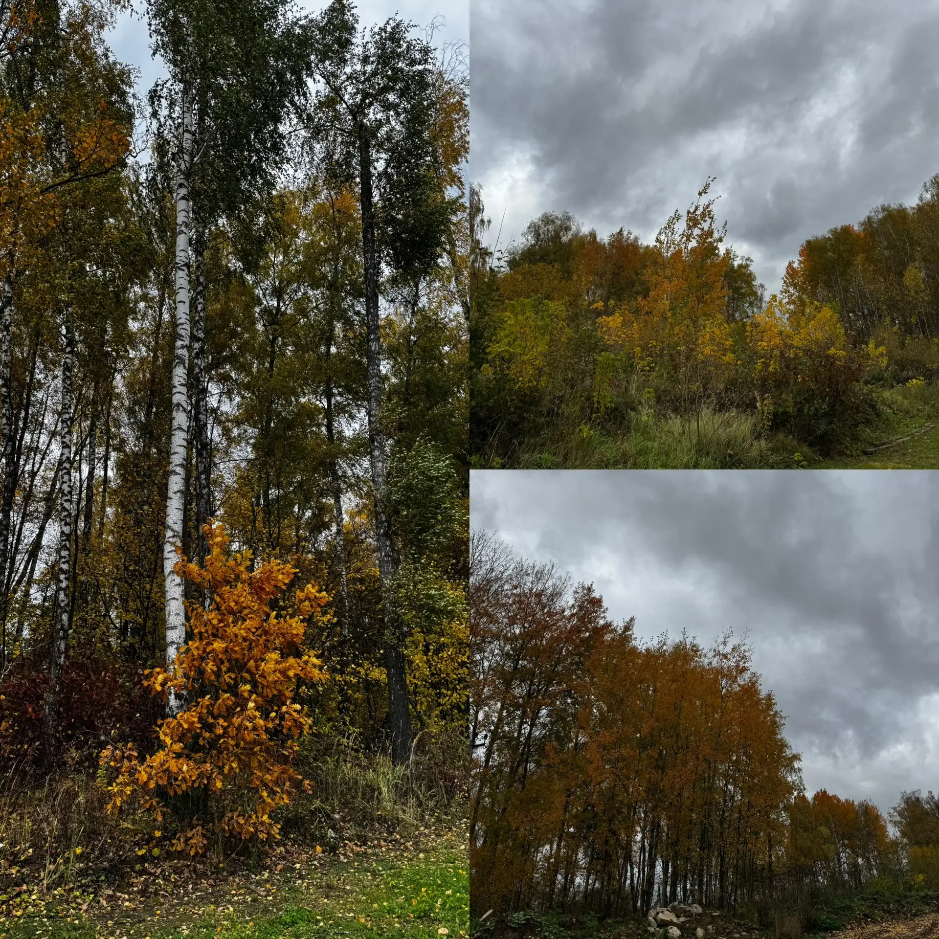 🍁В Москве наступила настоящая, очень красивая осень)