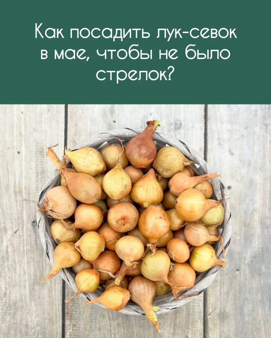 ▌ Как посадить лук-севок в мае, чтобы не было стрелок?