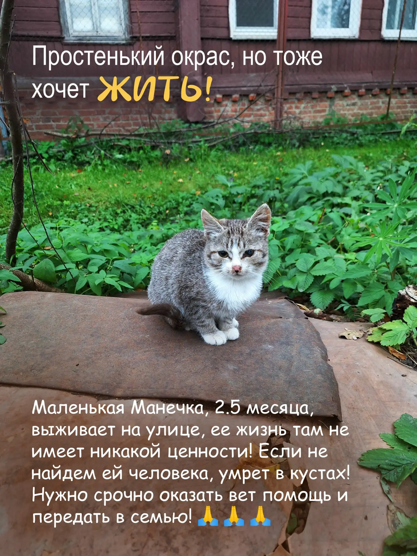 Простенький окрас, но тоже хочет ЖИТЬ!