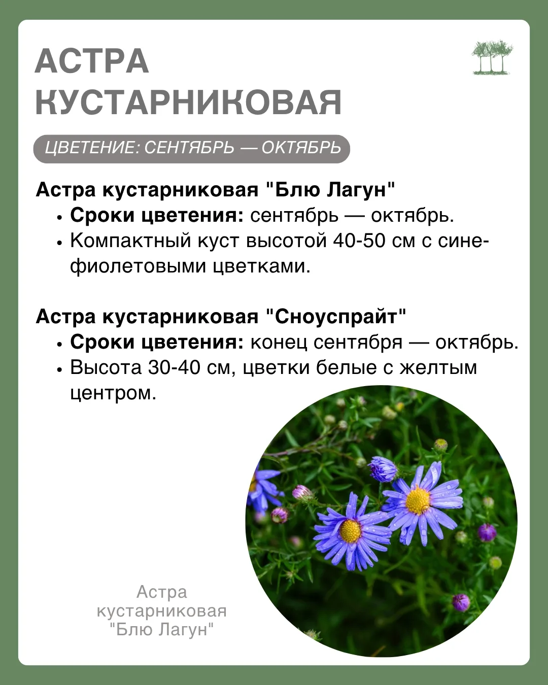 Осенний цветник тоже может удивлять!