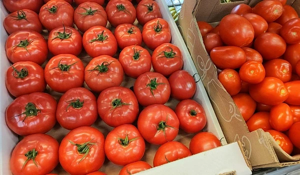 🍅 Помидоры выросли в цене более чем на 4%