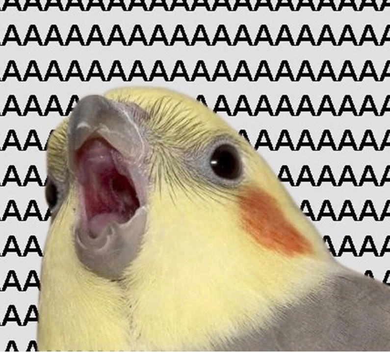 🦜 Почему попугаи умеют танцевать под музыку?