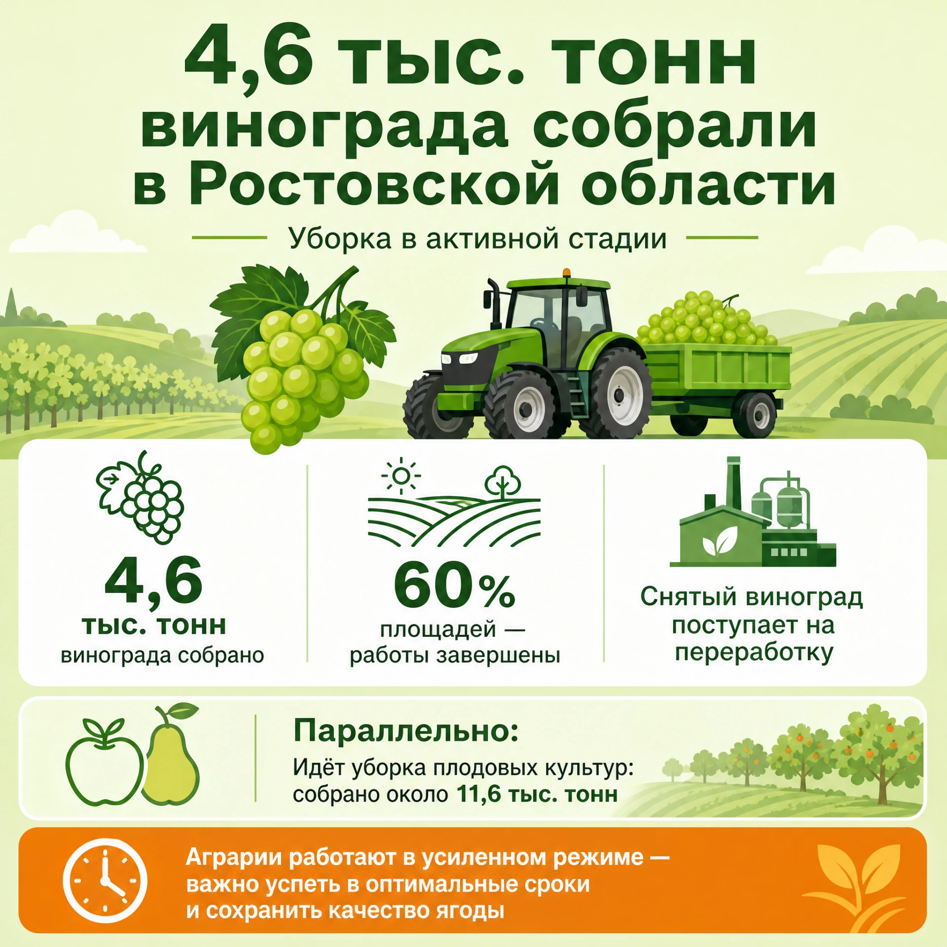 4,6 тыс. тонн винограда собрали в Ростовской области