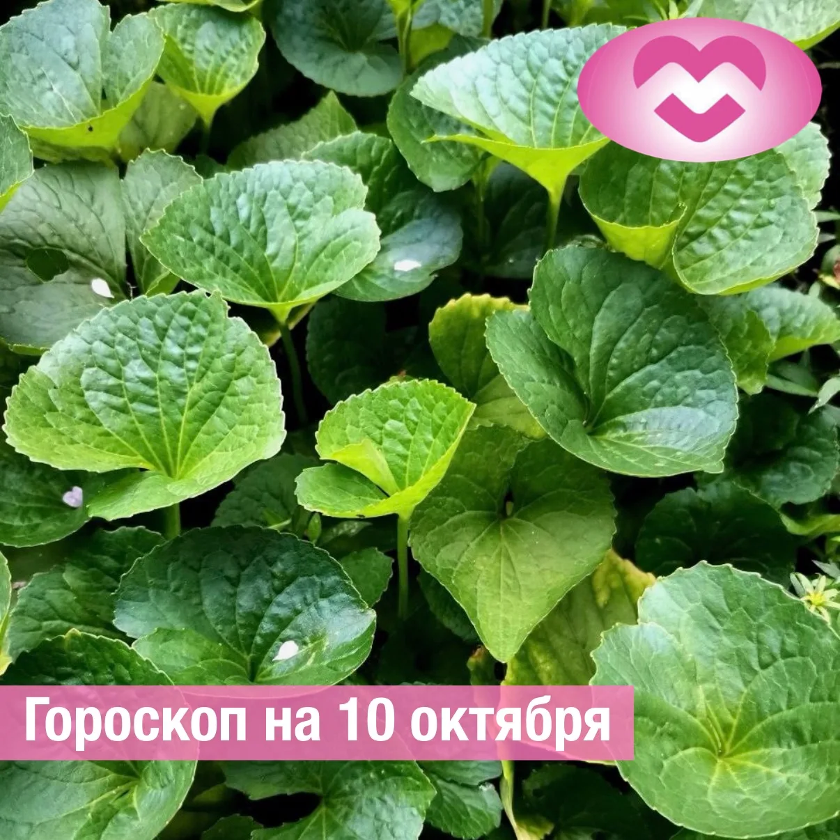 ♈ Овен