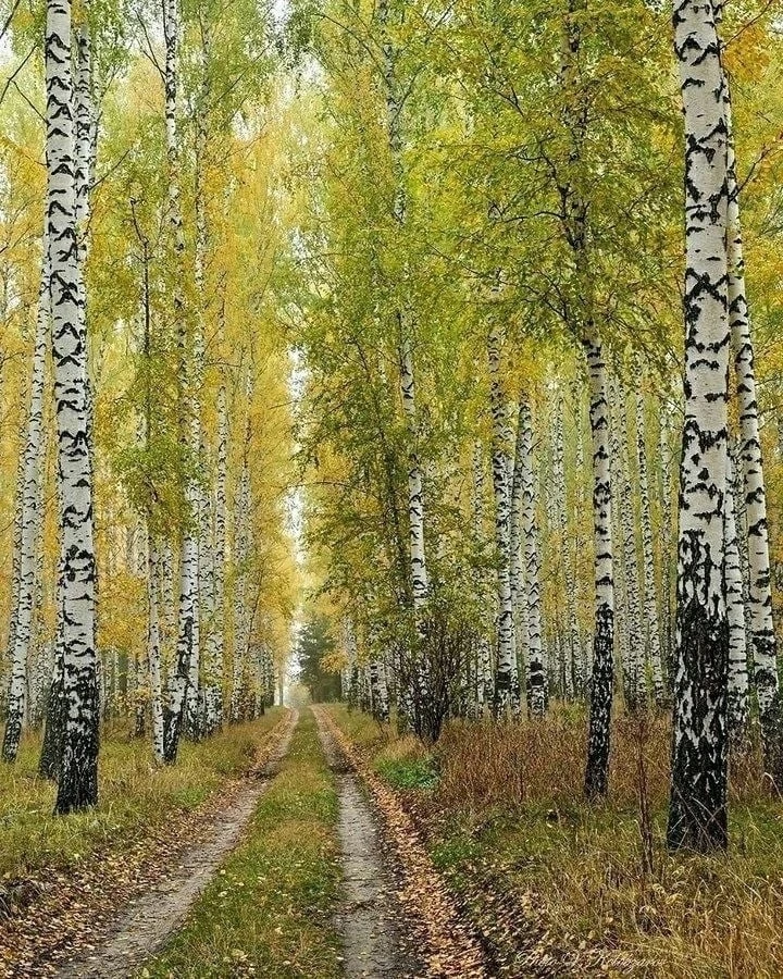 ☀️🍃🕊 С добрым утром, дорогие!