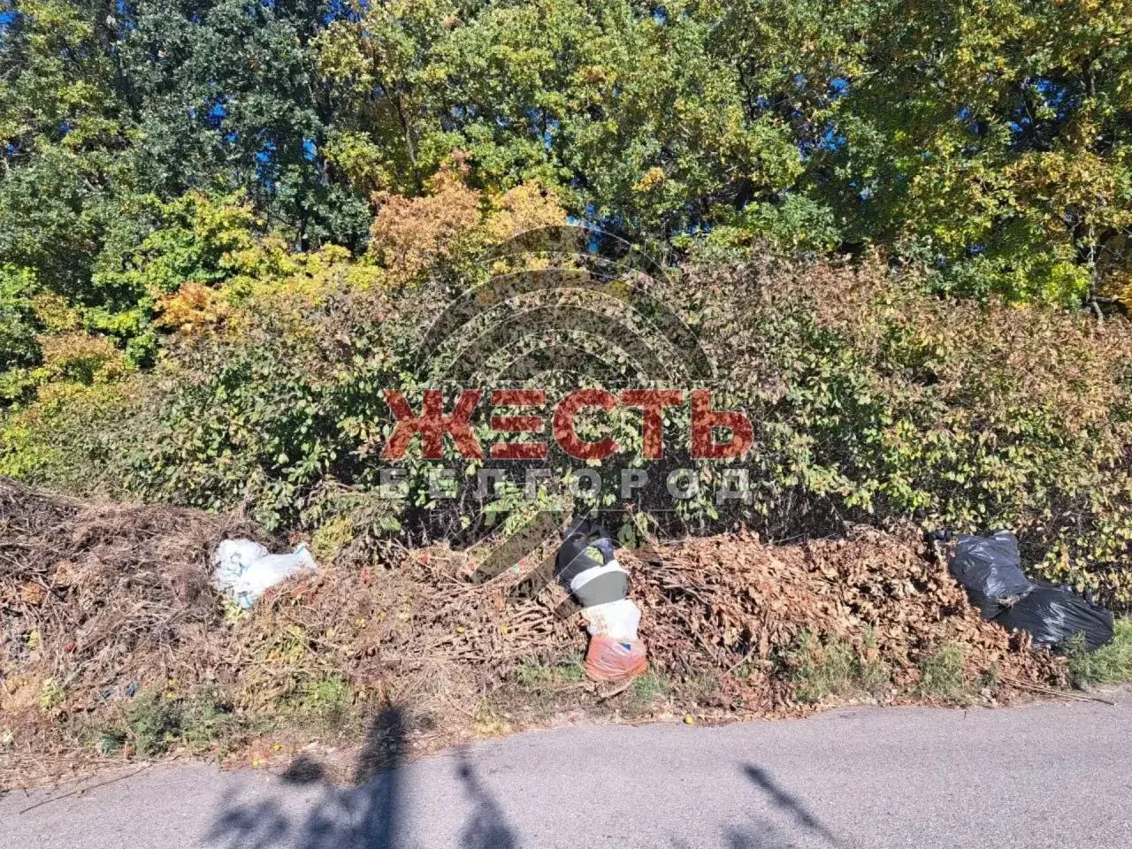 🗑 На улице Радиальной в Белгороде растёт огромная свалка мусора