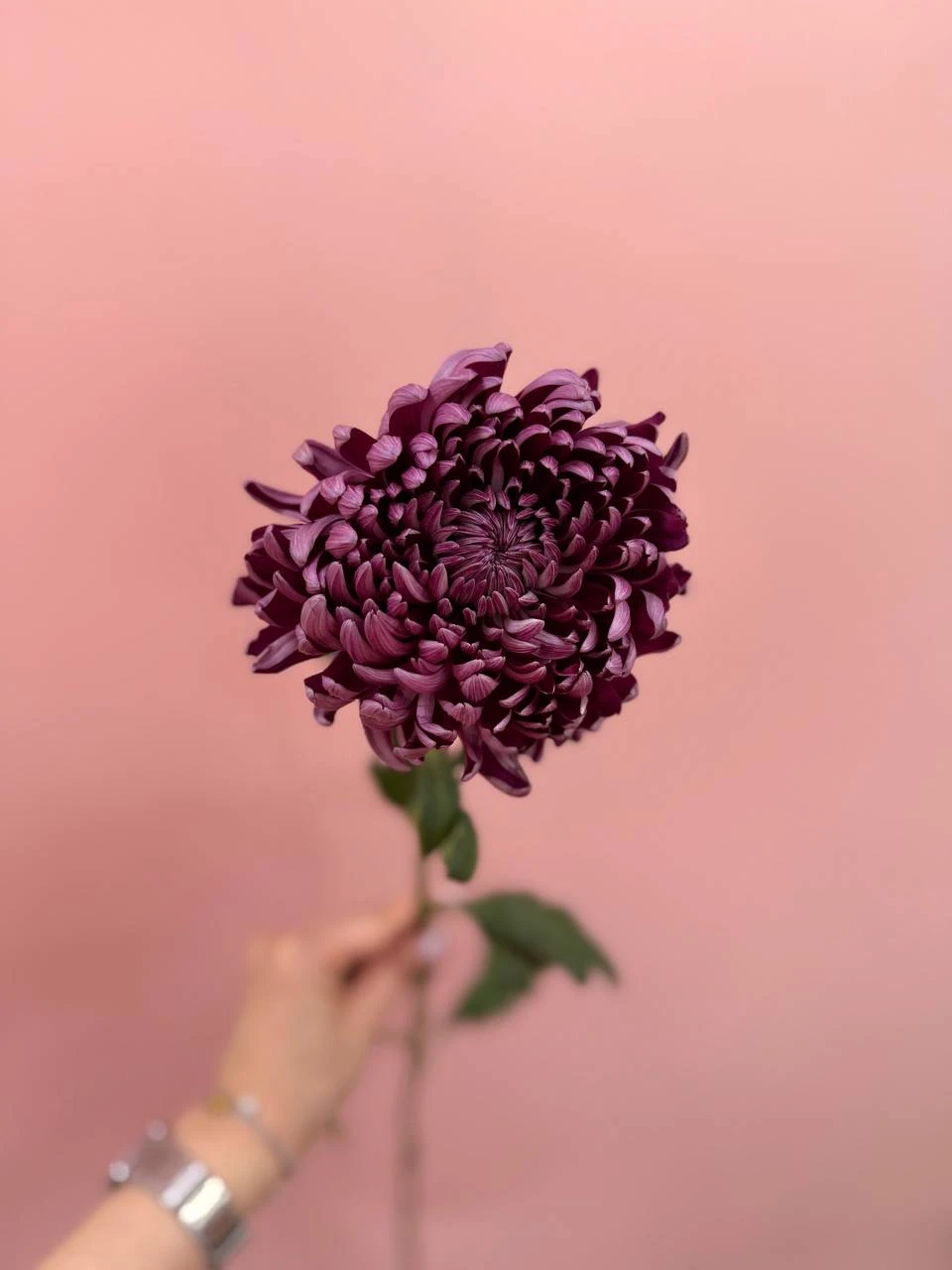 поставка сезонных хризантем❤️