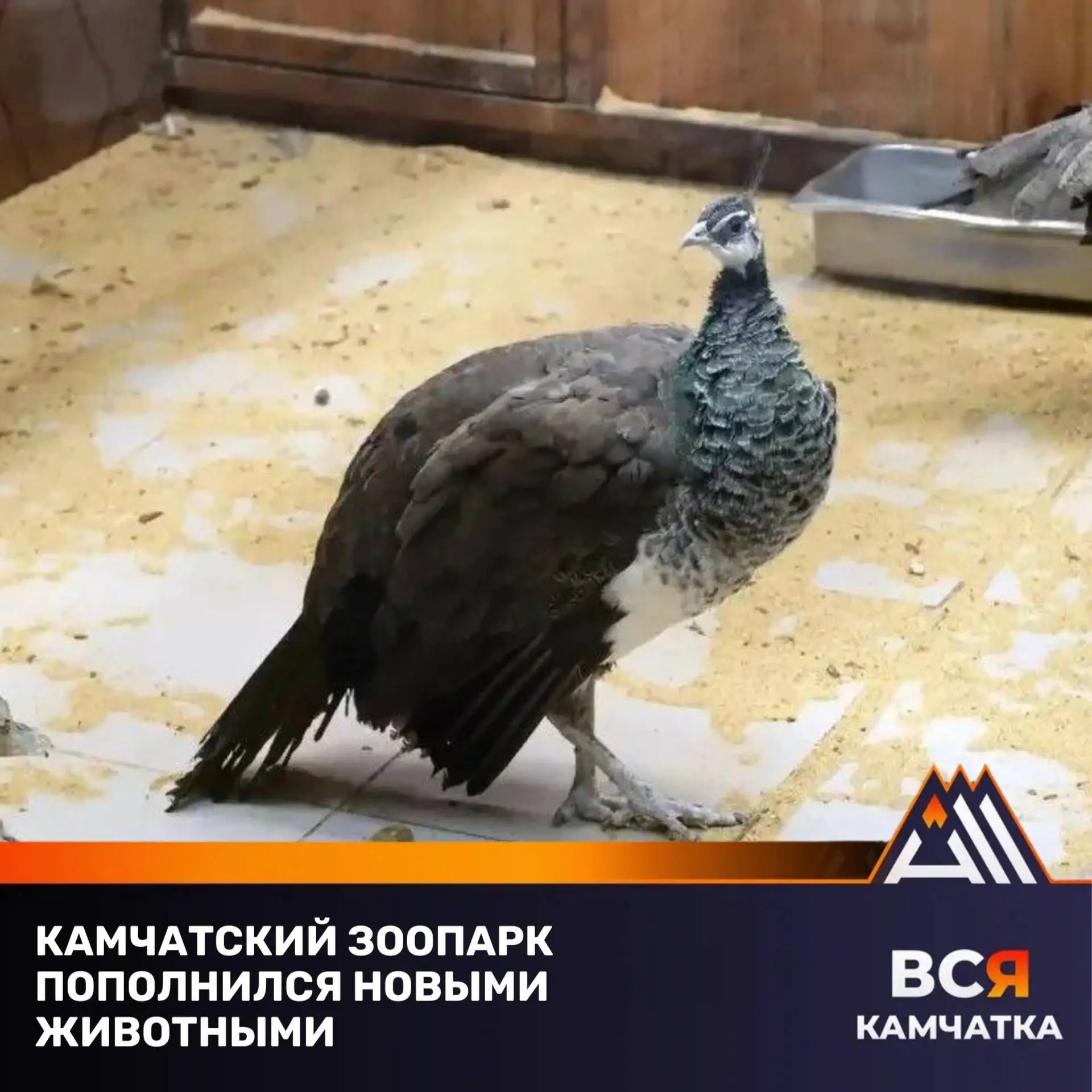 В Елизовском зоопарке появились новые животные