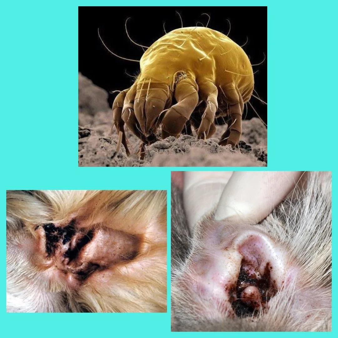 🦠 Отодектоз 🦠