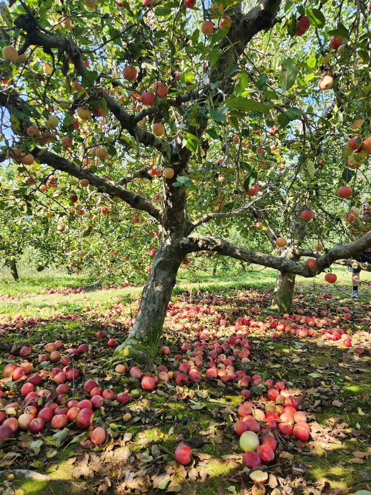 ТРЕЩИНЫ НА КОРЕ ЗИМОЙ РАЗОРВУТ ДЕРЕВО! ОСЕННИЙ ОСМОТР САДА 😱🌳