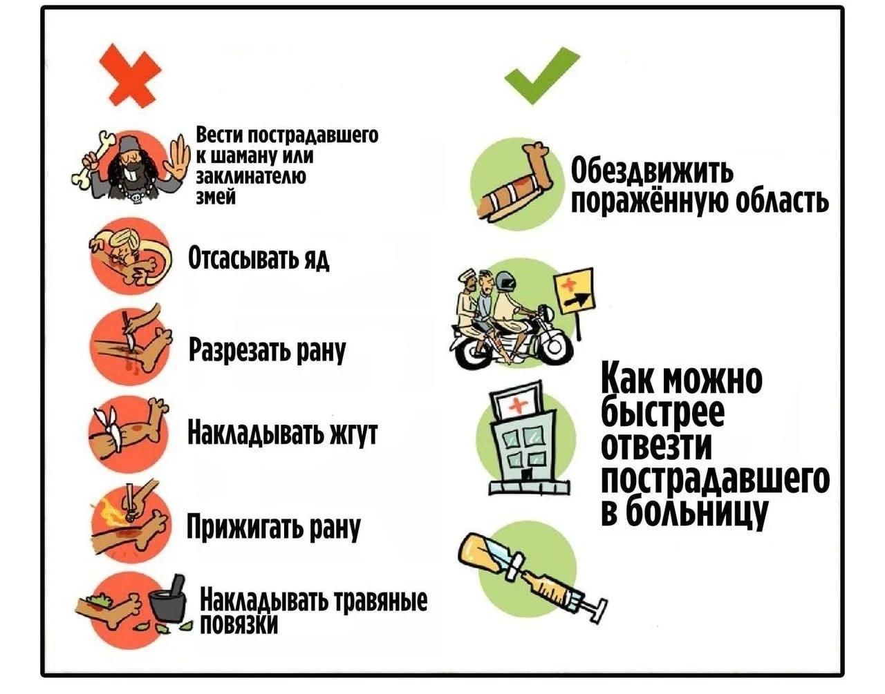 Неверные действия при оказании помощи часто приносят не меньший ущерб здоровью, чем сам...