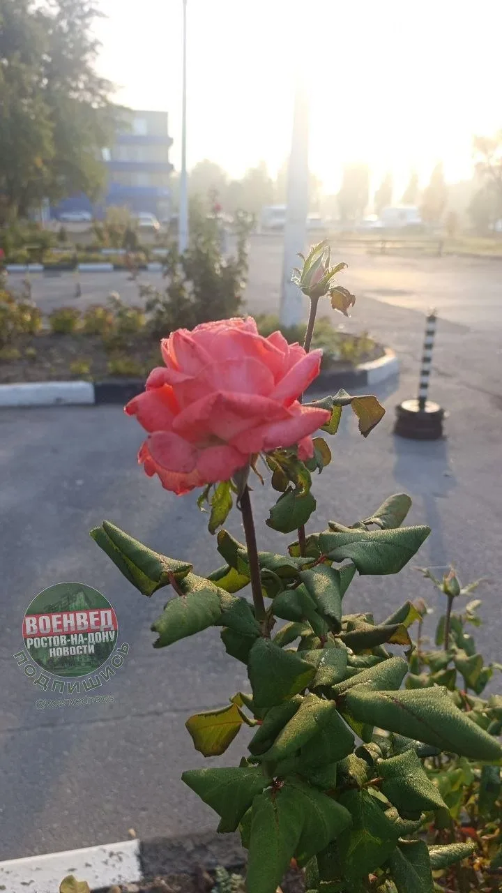 Осенние прекрасные розы на Военведе🌸