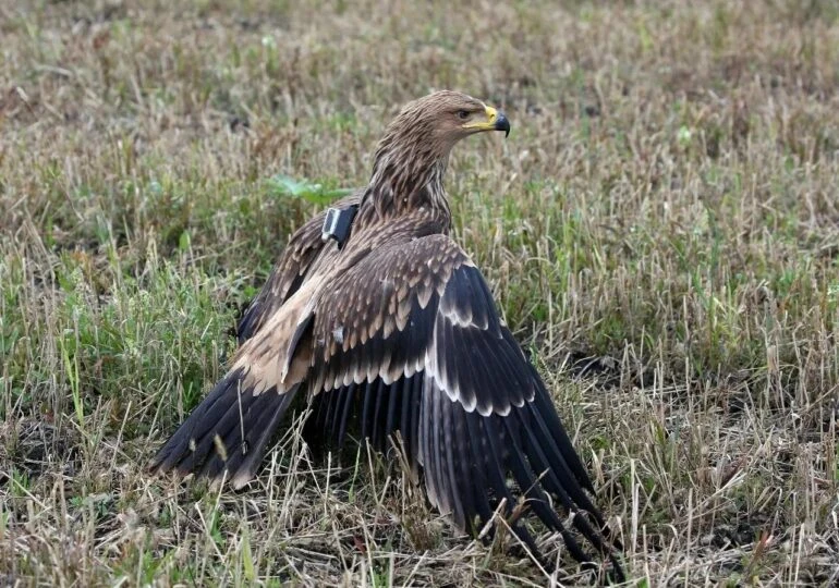 🦅 В Сызранском районе погиб краснокнижный орел