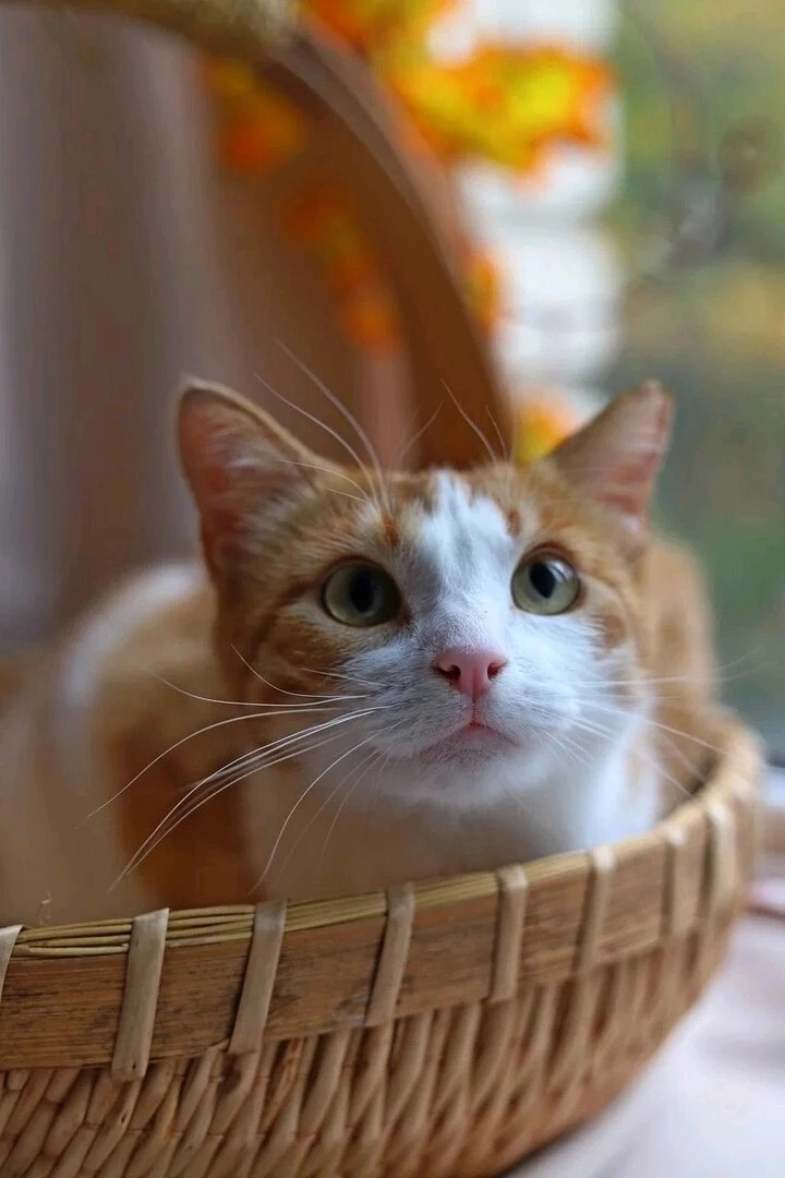 🐾 В ПОИСКАХ ДОМА