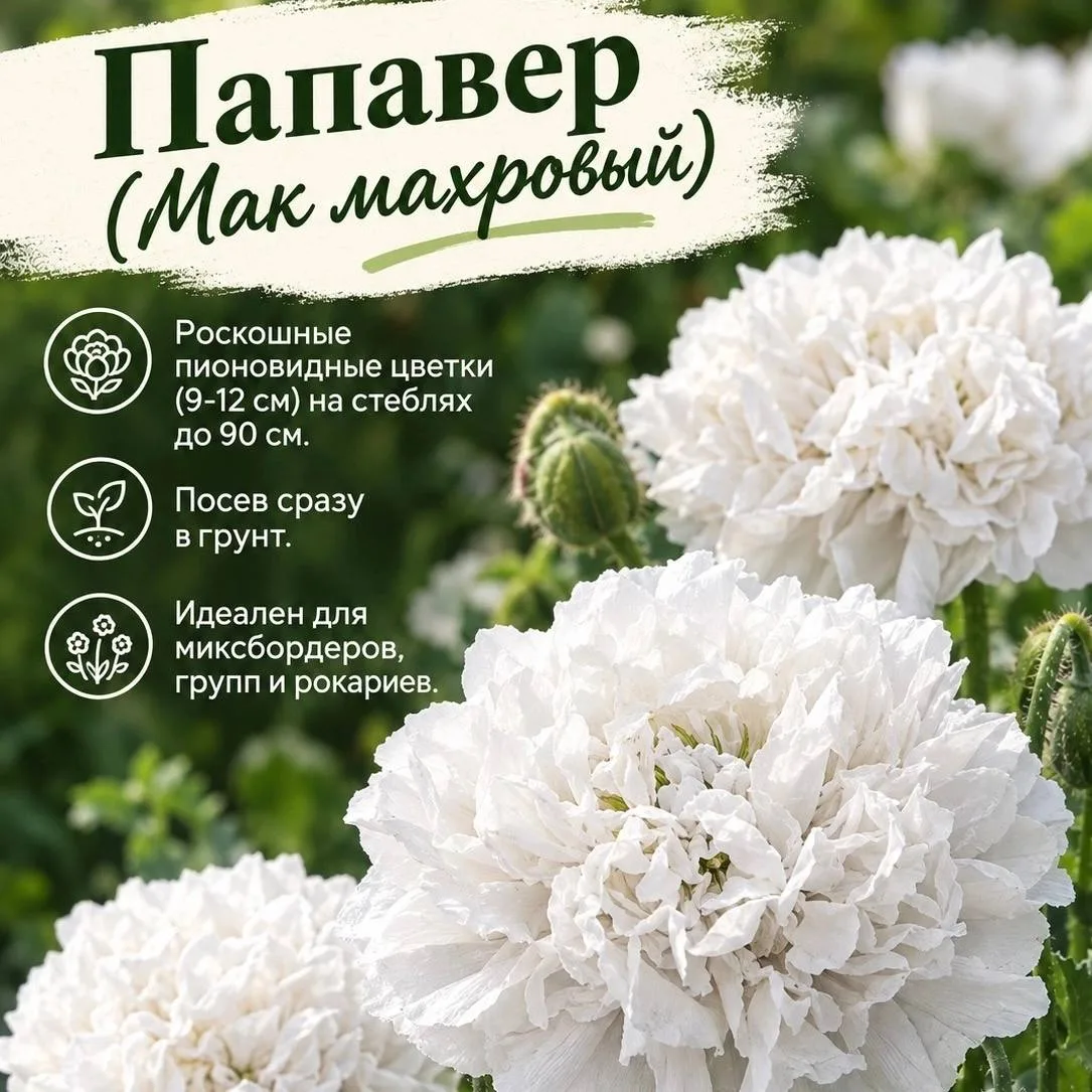 🌱 ВЫРАЩИВАЕМ ИЗ СЕМЯН: ДЕЛИМСЯ ЛИЧНЫМ ОПЫТОМ