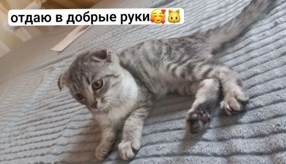 Отдам в добрые руки котенка, ей 4 месяца почти, пишите в Максе по номеру +79228202964