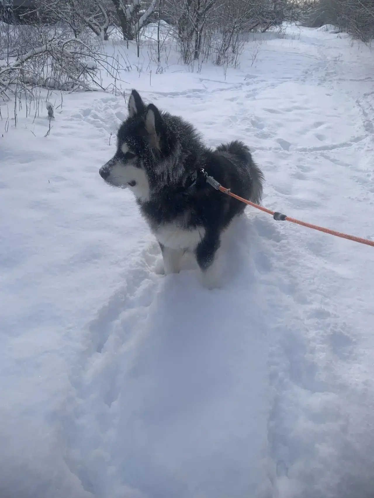 Совсем скоро ❄️ русская зима! Прогулки, катание на ватрушке, и просто много много снега!!!