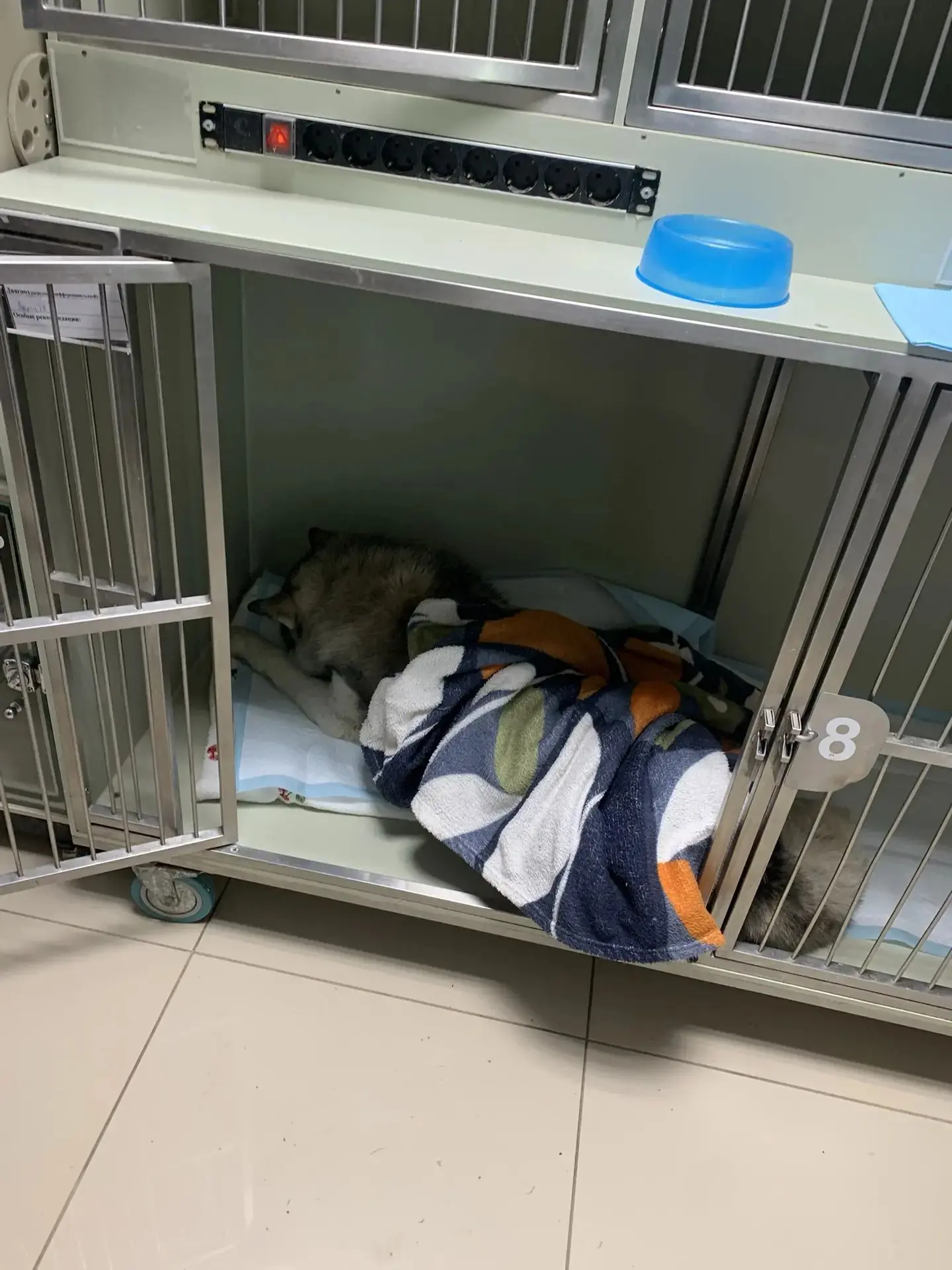 🆘🆘🆘 Бездомному хаски Бурану срочно нужен донор!!