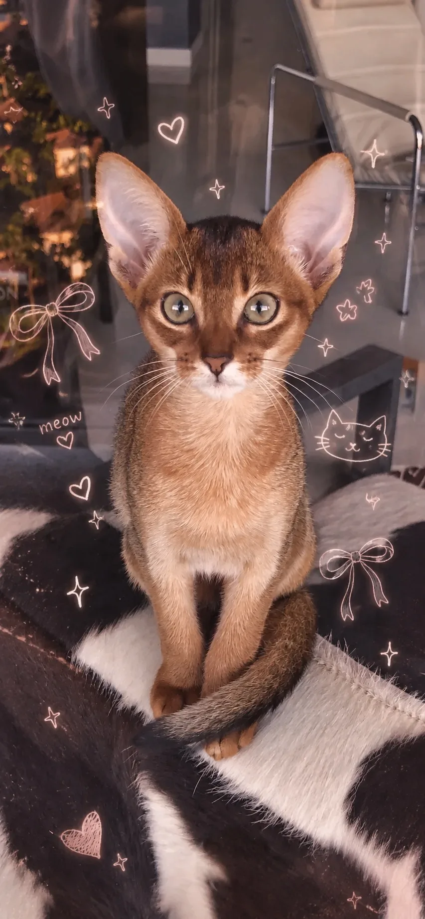 Милые обои с Абиссинской кошкой 🐱