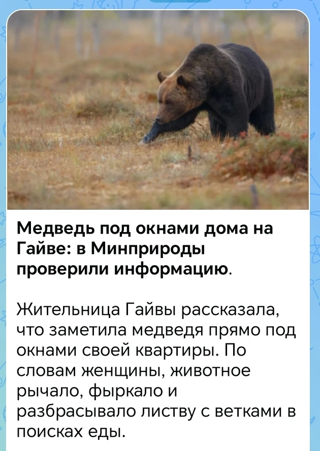Кто опять медведя на самовыгул выпустил? Ещё и без намордника.