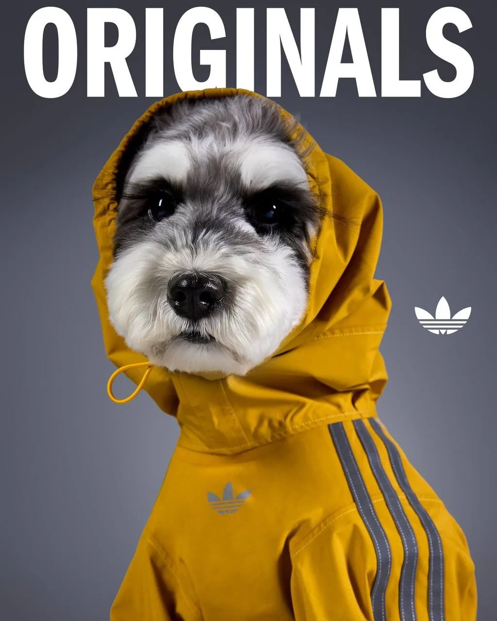 Adidas решил прокачать гардероб четвероногих модников — бренд выпустил зимнюю коллекцию...