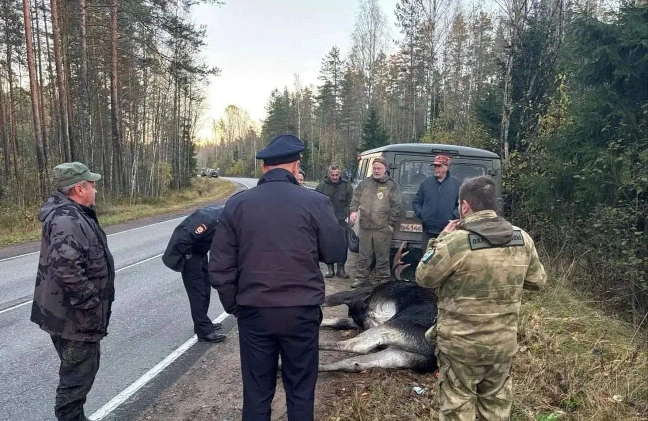 😭 Лось погиб на глазах инспекторов в Ленобласти — подозреваемый сам вышел из леса